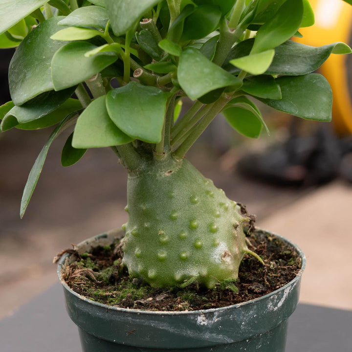 Gabriella Plants Other Hydnophytum papuanum "Ant Plant"