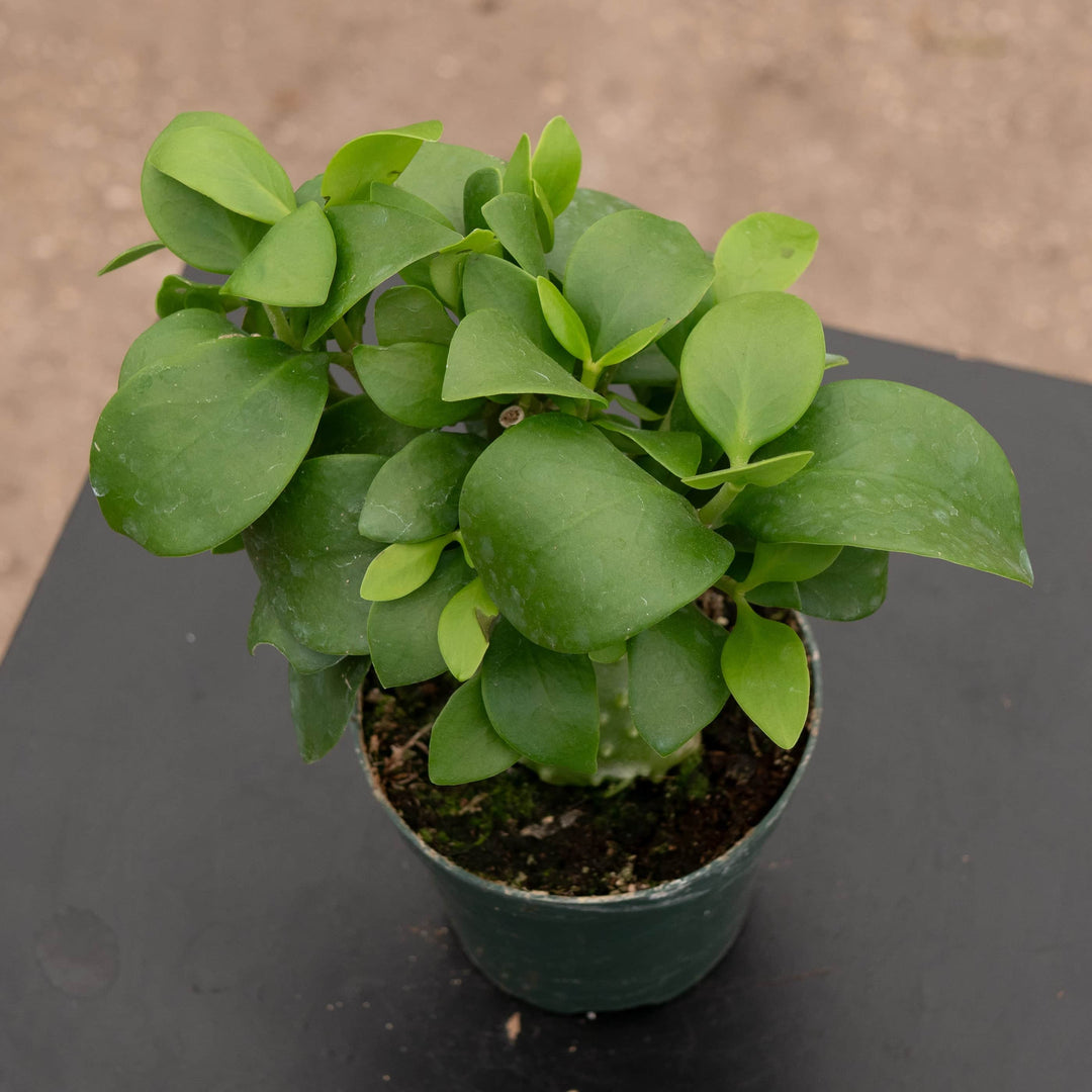 Gabriella Plants Other Hydnophytum papuanum "Ant Plant"