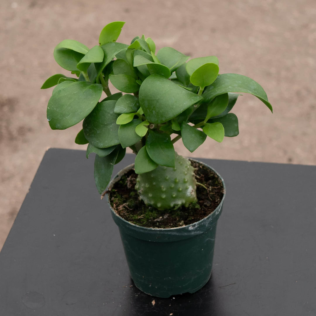 ant plant indoor Hydnophytum papuanum "Ant Plant"