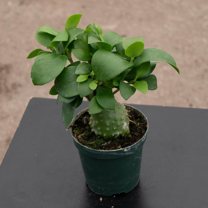 Gabriella Plants Other Hydnophytum papuanum "Ant Plant"