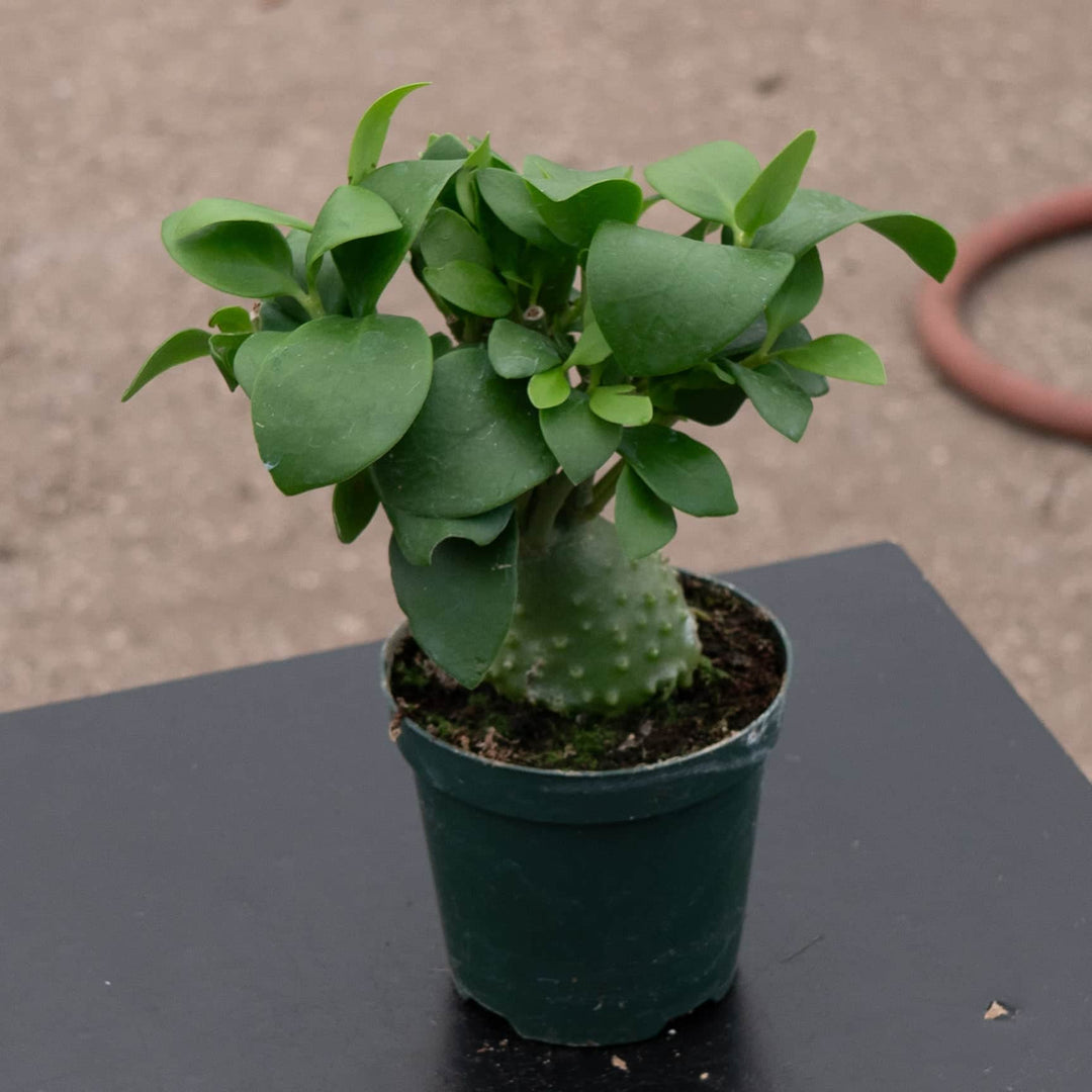 ants succulents Hydnophytum papuanum "Ant Plant"