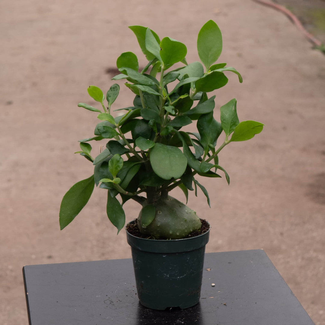 ant plant indoor Hydnophytum papuanum "Ant Plant"