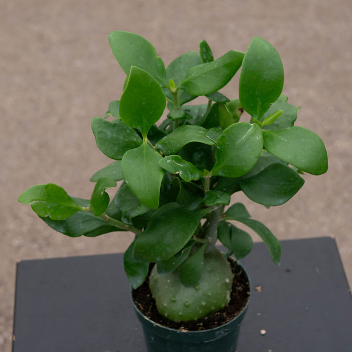 Gabriella Plants Other Hydnophytum papuanum "Ant Plant"