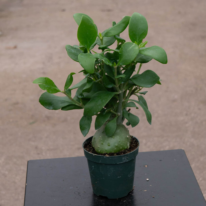 Gabriella Plants Other Hydnophytum papuanum "Ant Plant"