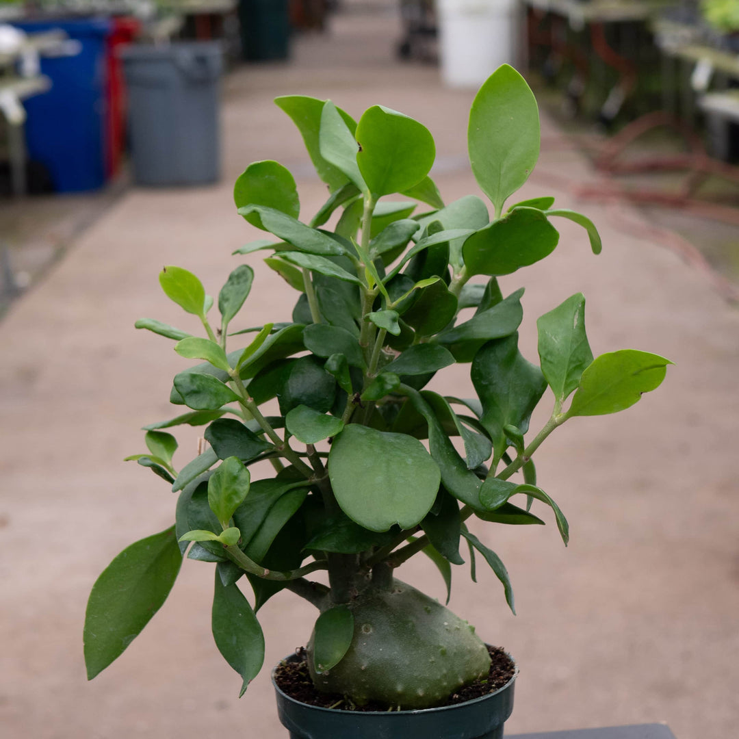 little old ant rubber tree plant Hydnophytum papuanum "Ant Plant"