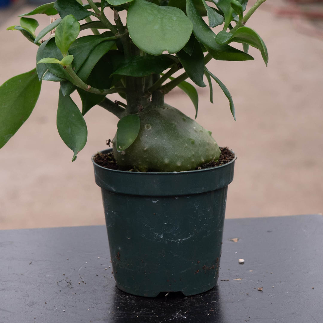 ant plant indoor Hydnophytum papuanum "Ant Plant"