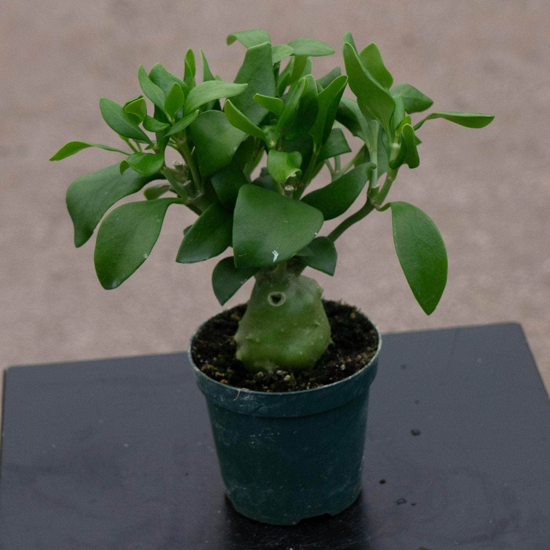 Gabriella Plants Other 4" Hydnophytum papuanum "Ant Plant"