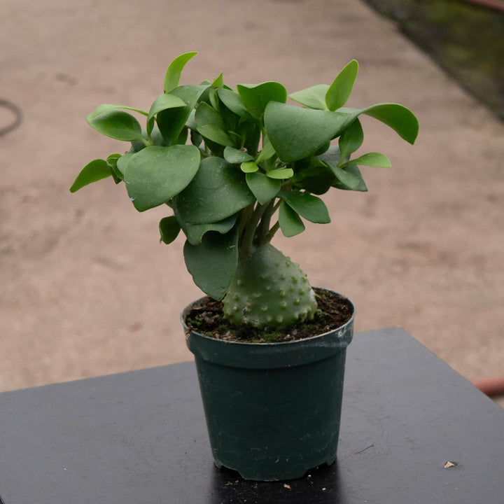 Gabriella Plants Other 4" Hydnophytum papuanum "Ant Plant"