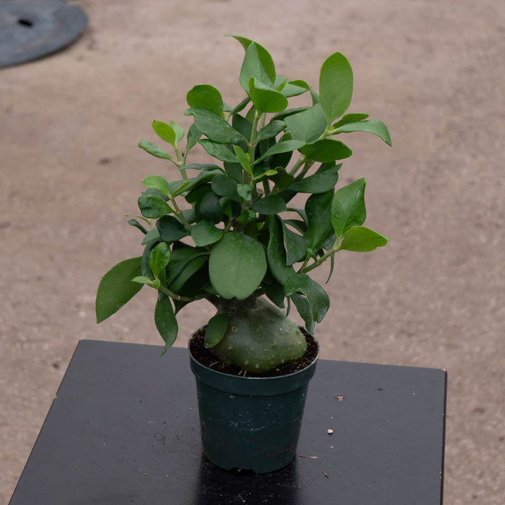 Gabriella Plants Other 4" Hydnophytum papuanum "Ant Plant"