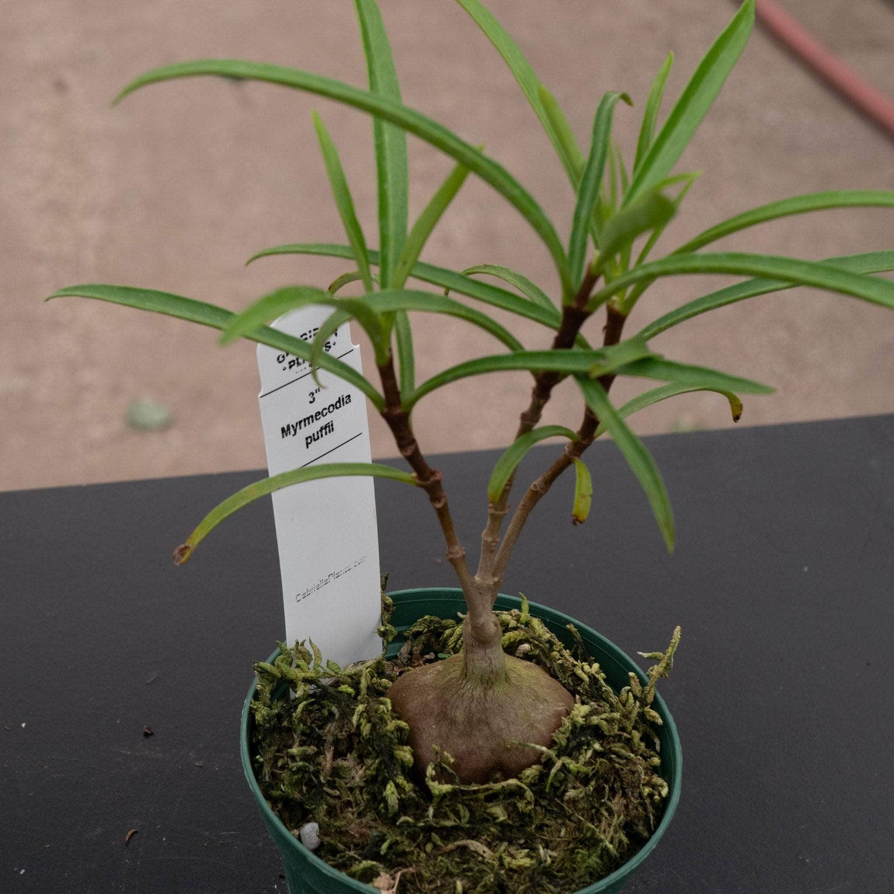 ants in indoor potted plants Hydnophytum puffii 'Ant Plant'