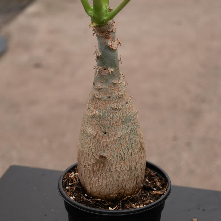 Gabriella Plants All 4" Jatropha podagrica ‘Buddha Belly’