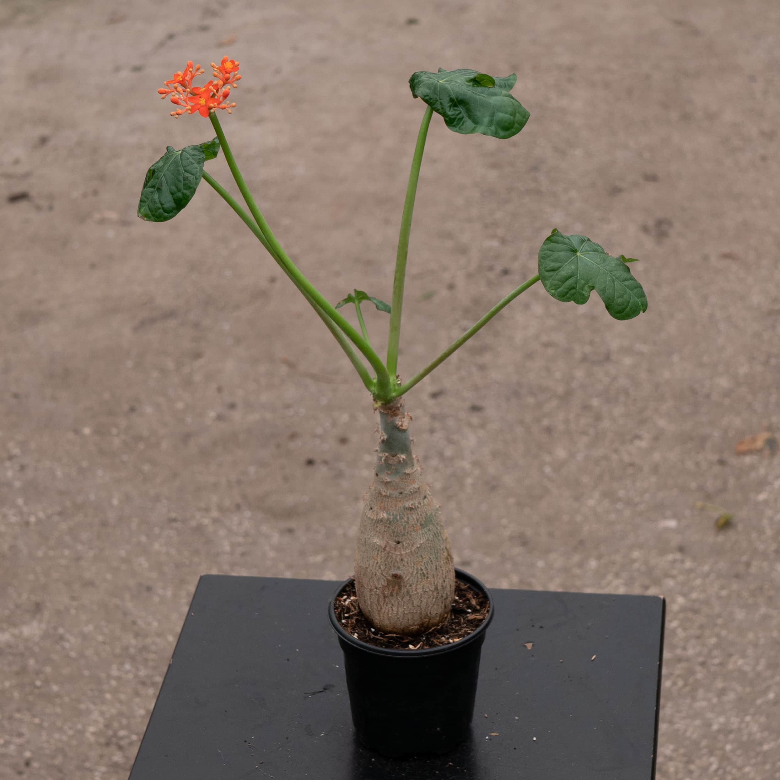 Jatropha podagrica ‘Buddha Belly’