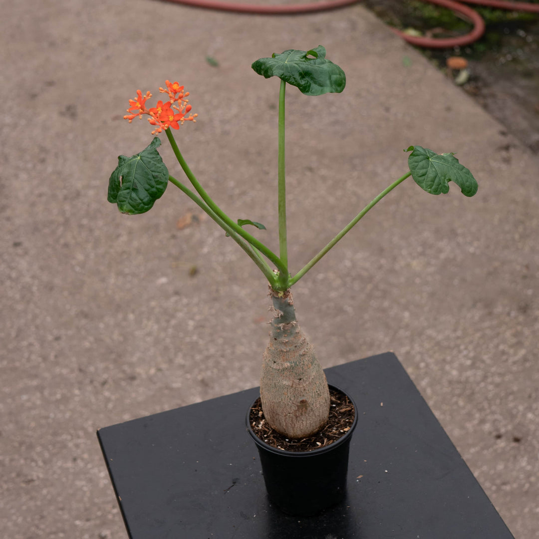 Gabriella Plants All 4" Jatropha podagrica ‘Buddha Belly’