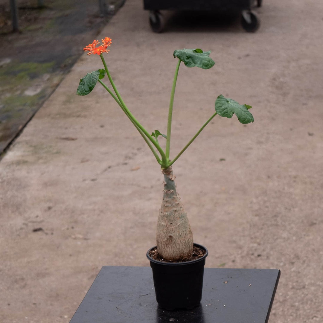 Gabriella Plants All 4" Jatropha podagrica ‘Buddha Belly’