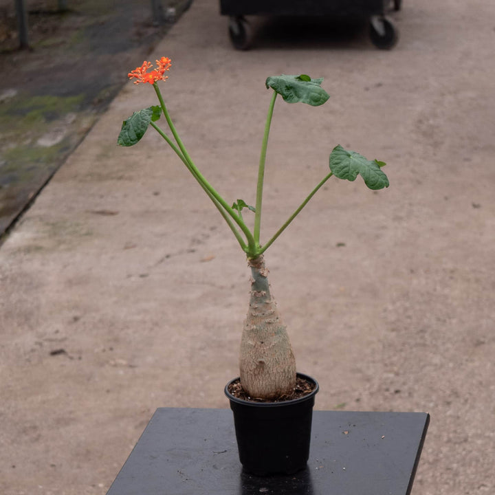 Gabriella Plants All 4" Jatropha podagrica ‘Buddha Belly’