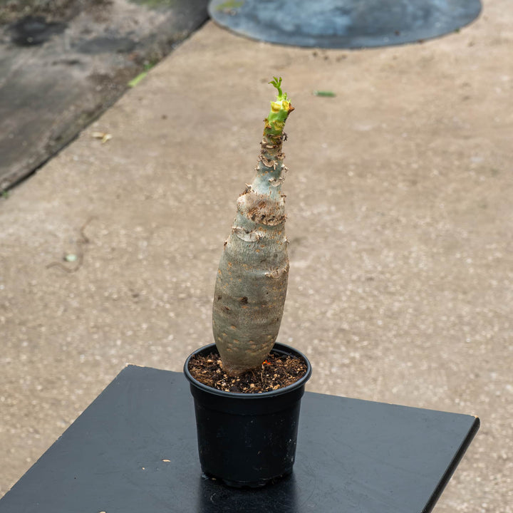 Gabriella Plants All 4" Jatropha podagrica ‘Buddha Belly’