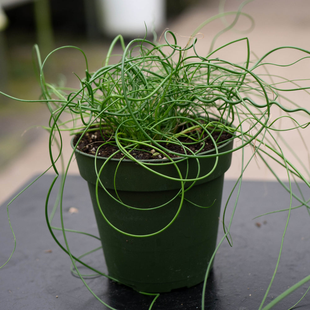 Gabriella Plants All 4" Juncus effusus 'Spiralis'