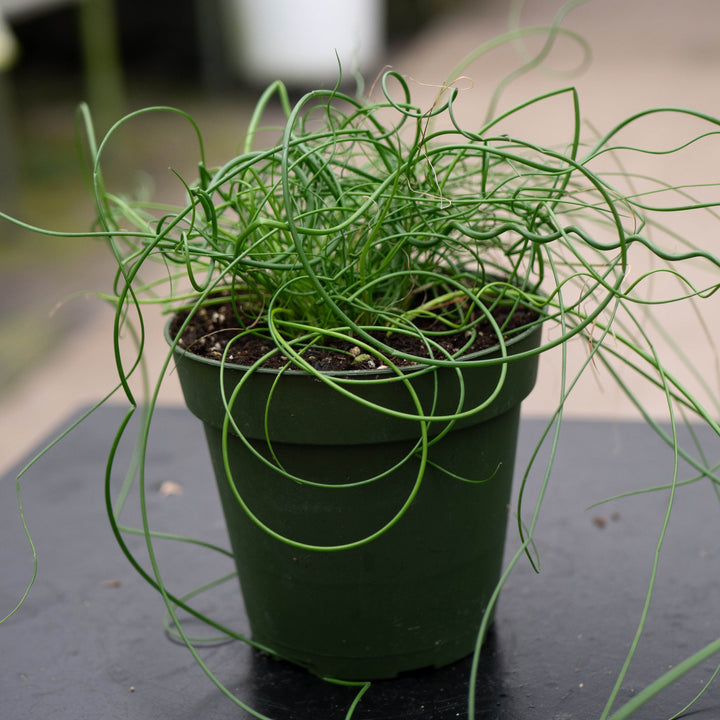Gabriella Plants All 4" Juncus effusus &