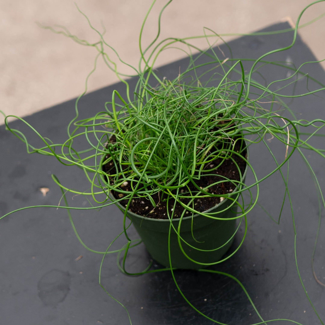 Gabriella Plants All 4" Juncus effusus 'Spiralis'