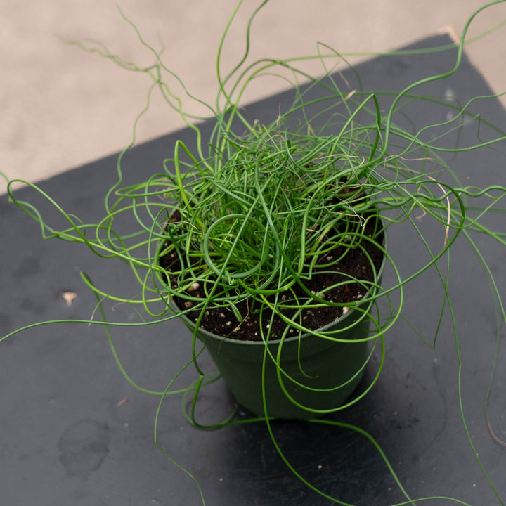 Gabriella Plants All 4" Juncus effusus &