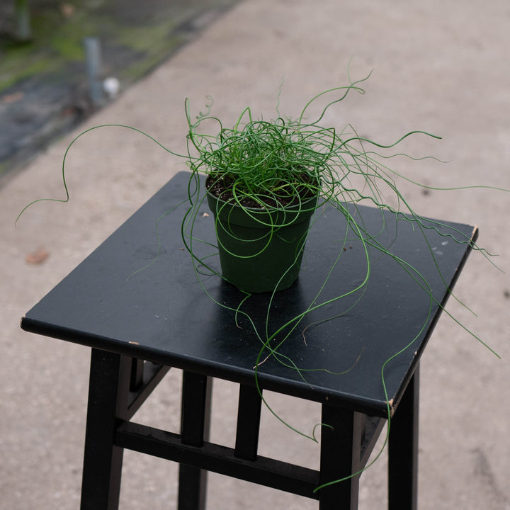 Gabriella Plants All 4" Juncus effusus &