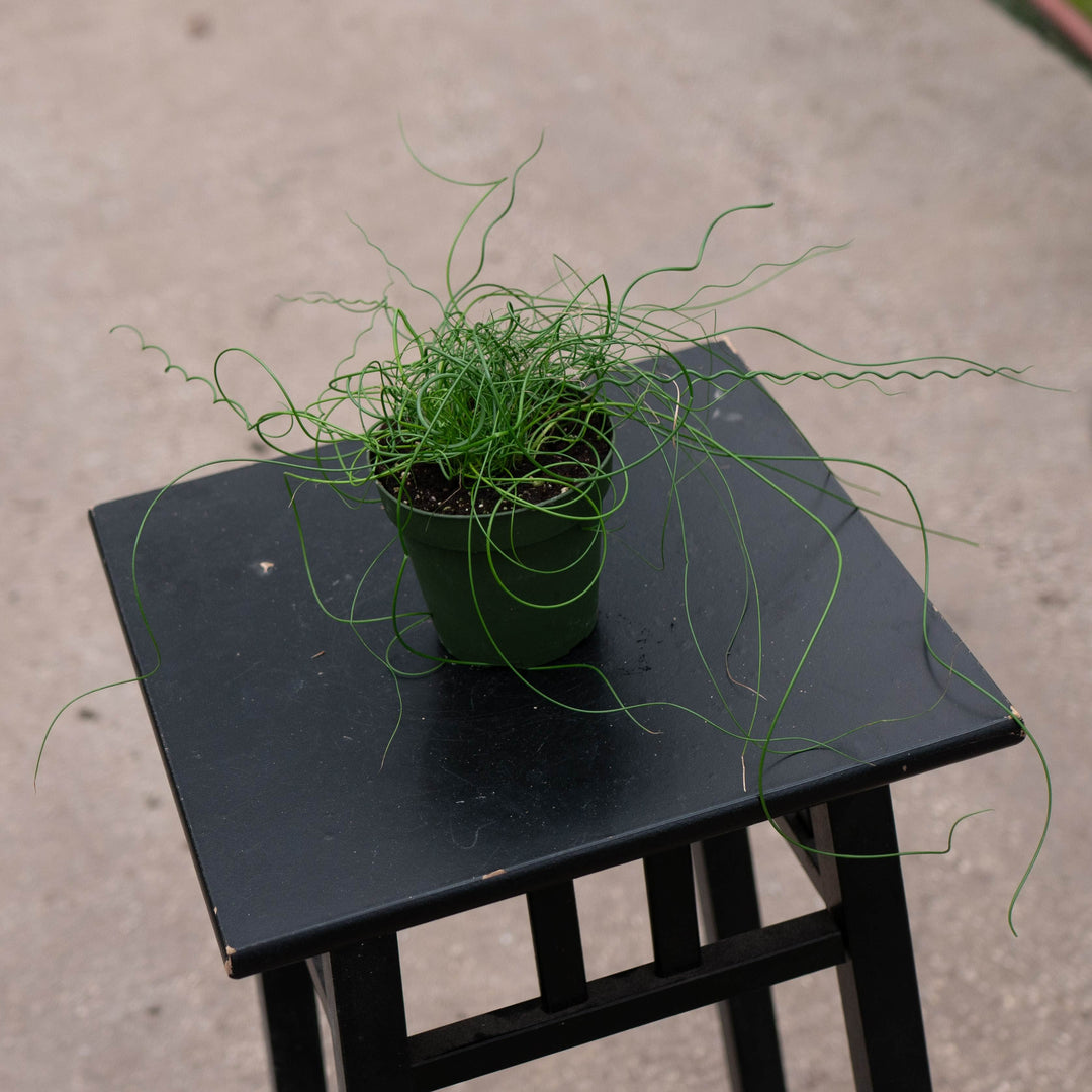 Gabriella Plants All 4" Juncus effusus &