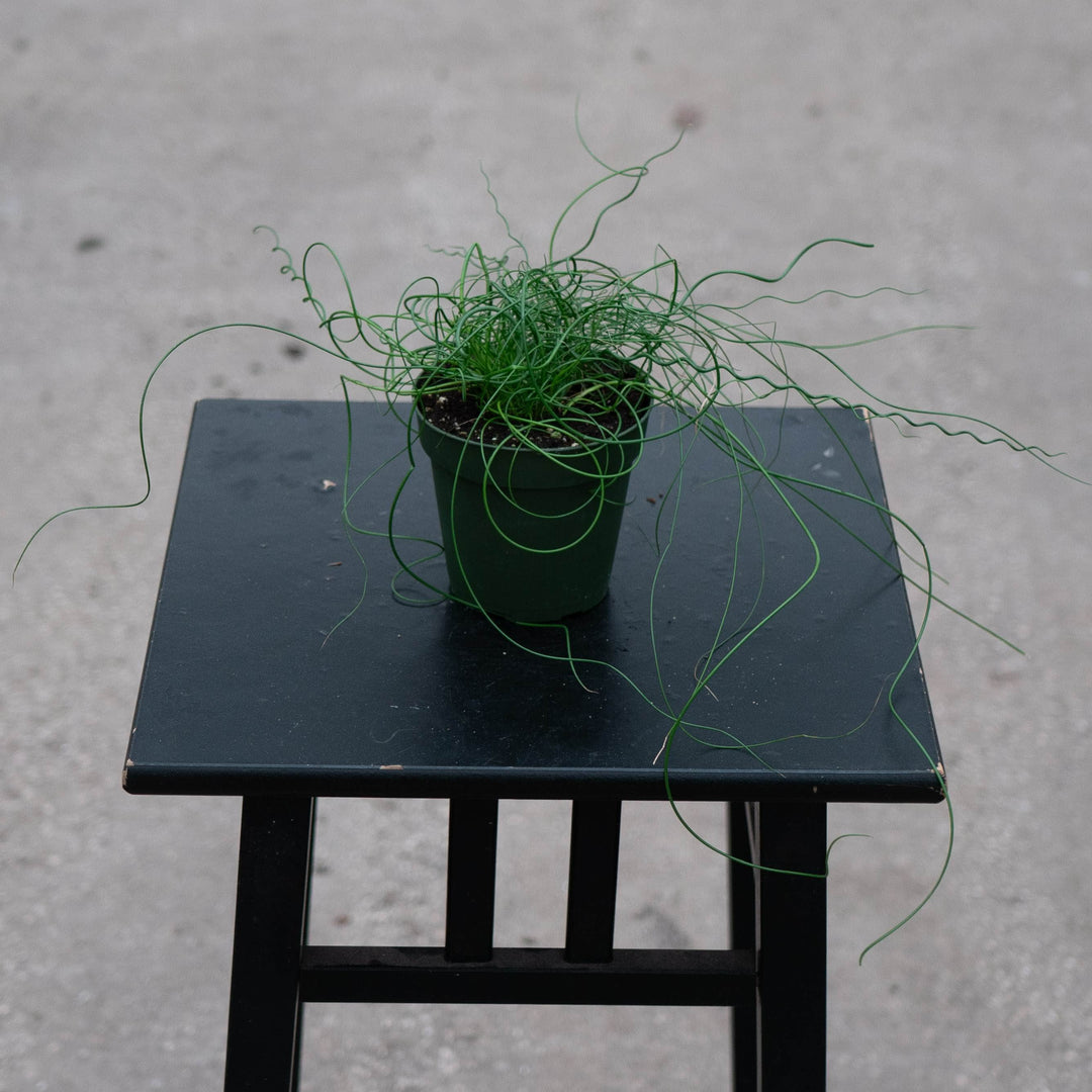Gabriella Plants All 4" Juncus effusus &