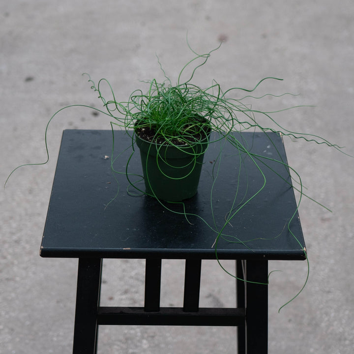 Gabriella Plants All 4" Juncus effusus &