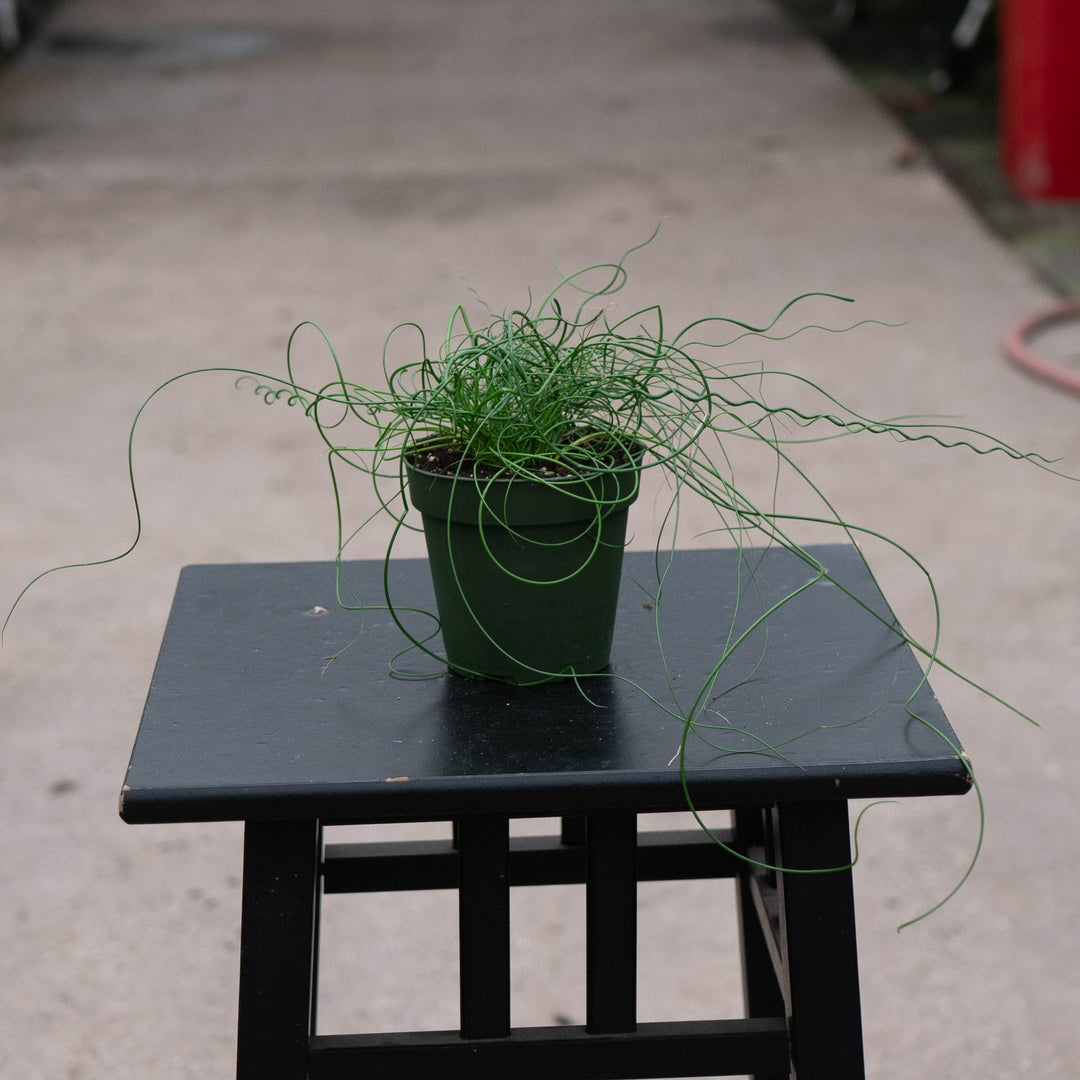 Gabriella Plants All 4" Juncus effusus &