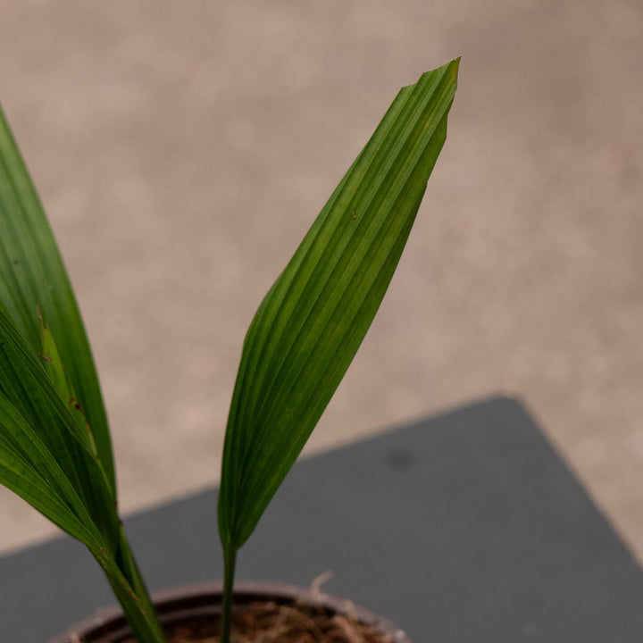 Gabriella Plants Palms 4" Licuala grandis