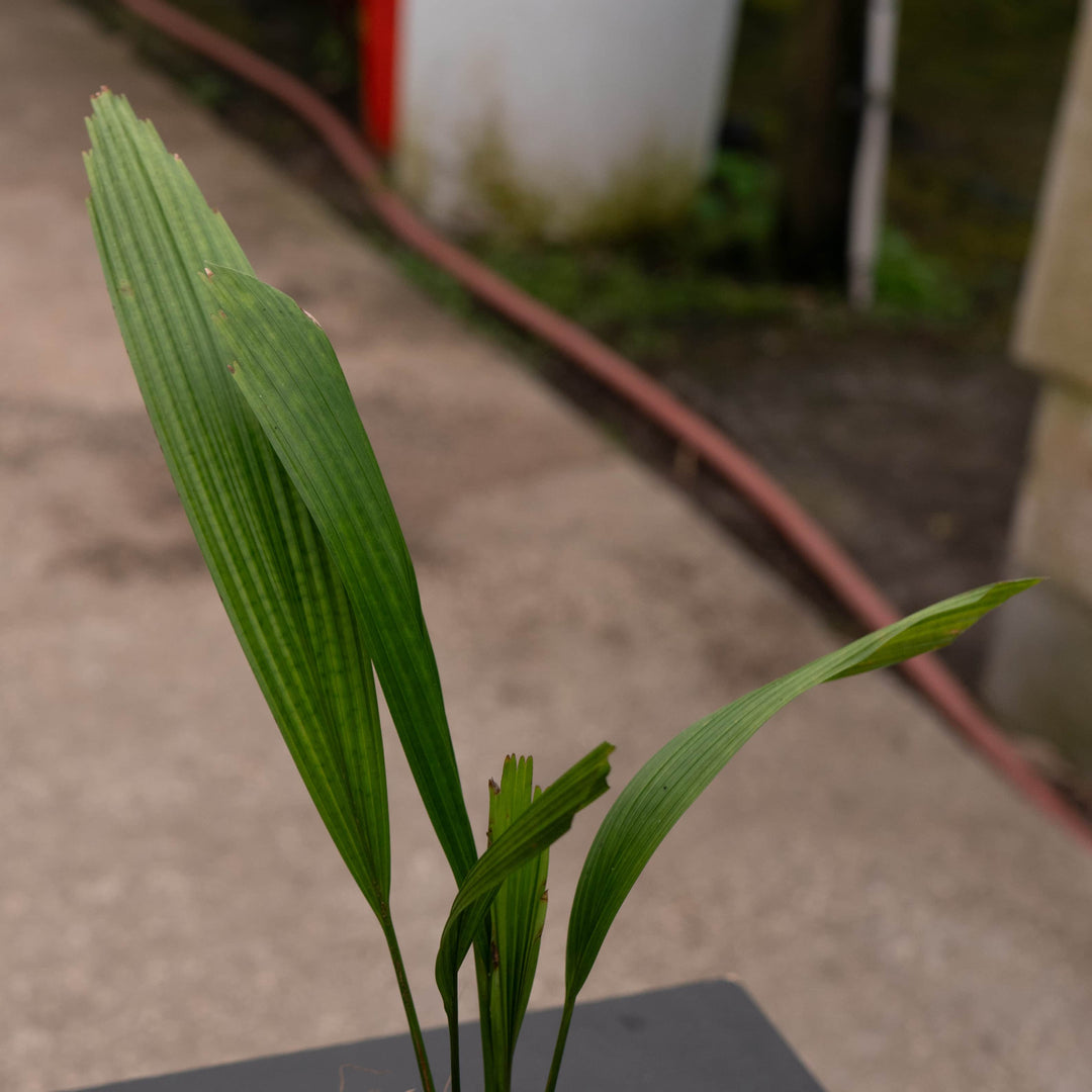Gabriella Plants Palms 4" Licuala grandis