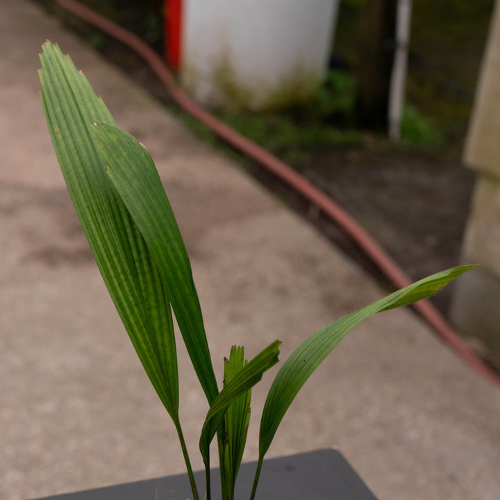 Gabriella Plants Palms 4" Licuala grandis