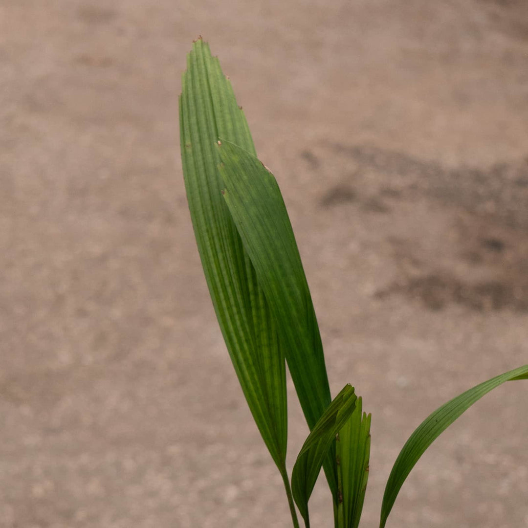 Gabriella Plants Palms 4" Licuala grandis