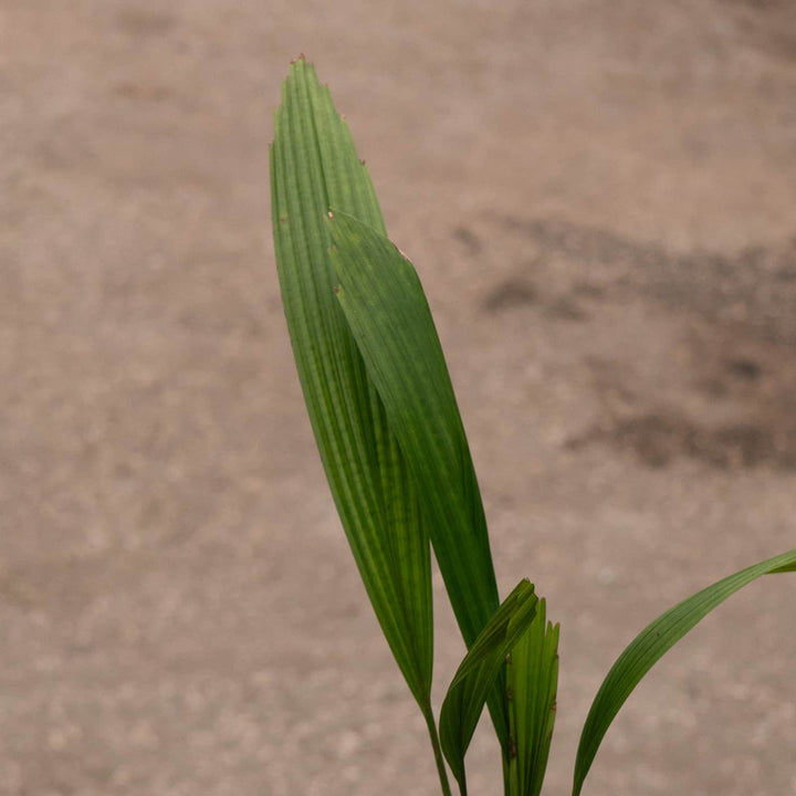 Gabriella Plants Palms 4" Licuala grandis