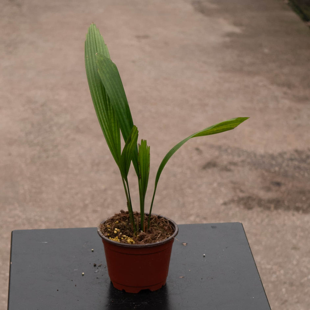 Gabriella Plants Palms 4" Licuala grandis