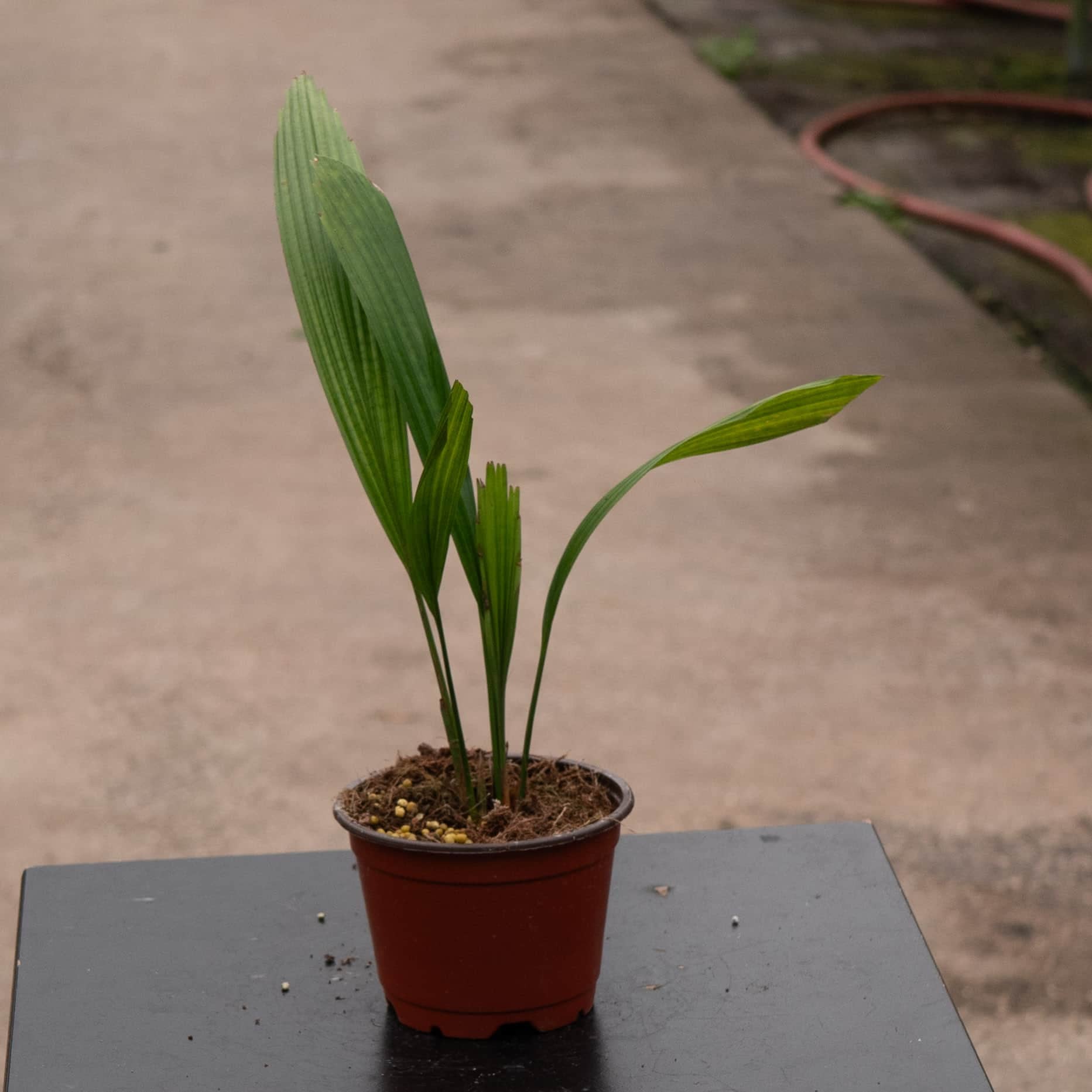licuala palm plant Licuala grandis