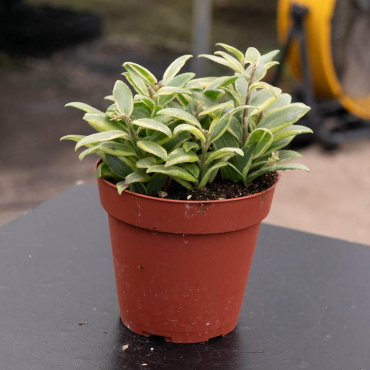Gabriella Plants Other 4" Lipstick Aeschynanthus 'Bolero Bicolor'