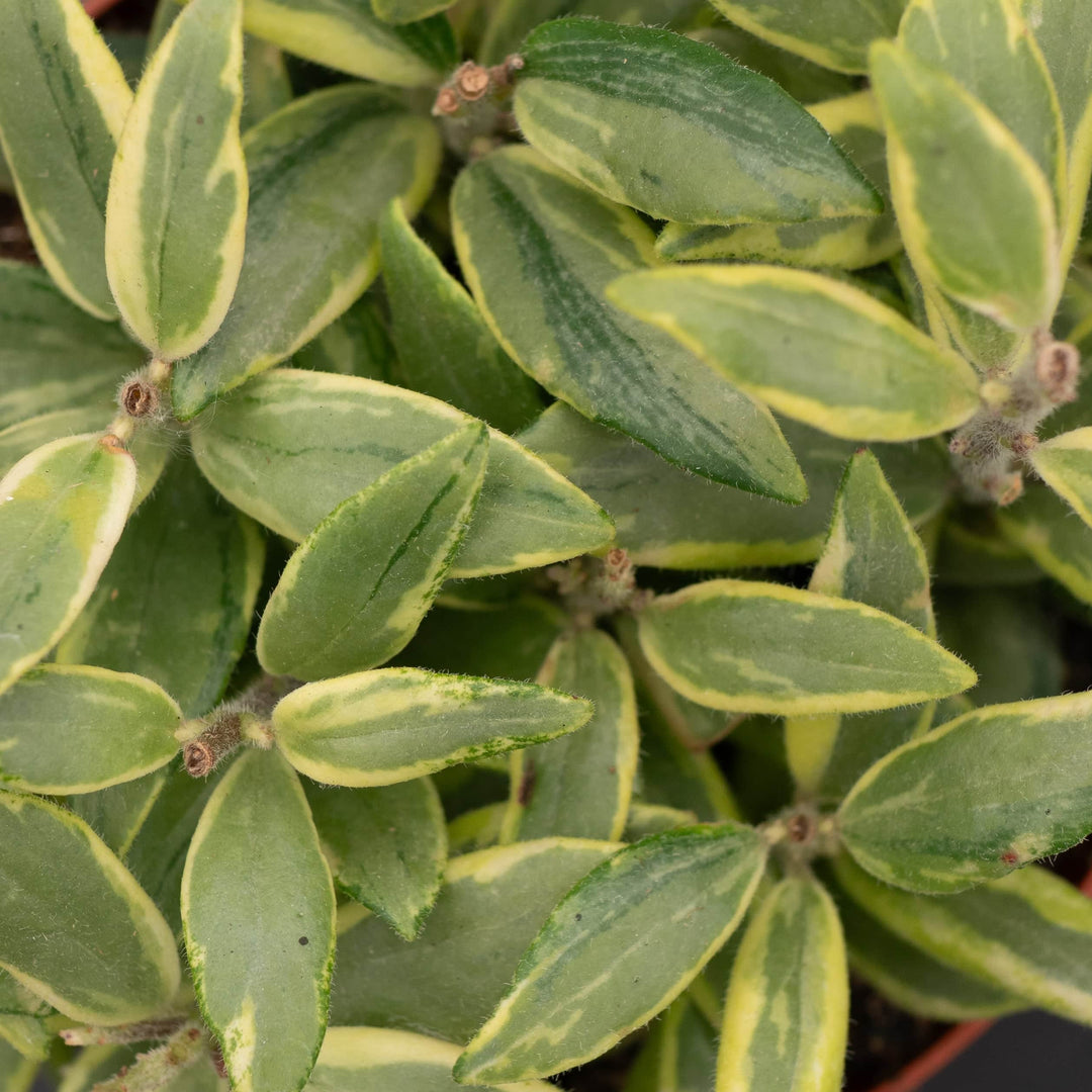 Gabriella Plants Other 4" Lipstick Aeschynanthus 'Bolero Bicolor'
