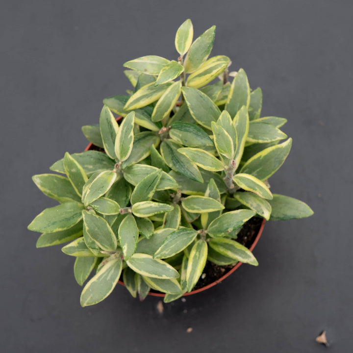 Gabriella Plants Other 4" Lipstick Aeschynanthus 'Bolero Bicolor'