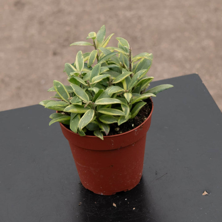 Gabriella Plants Other 4" Lipstick Aeschynanthus 'Bolero Bicolor'