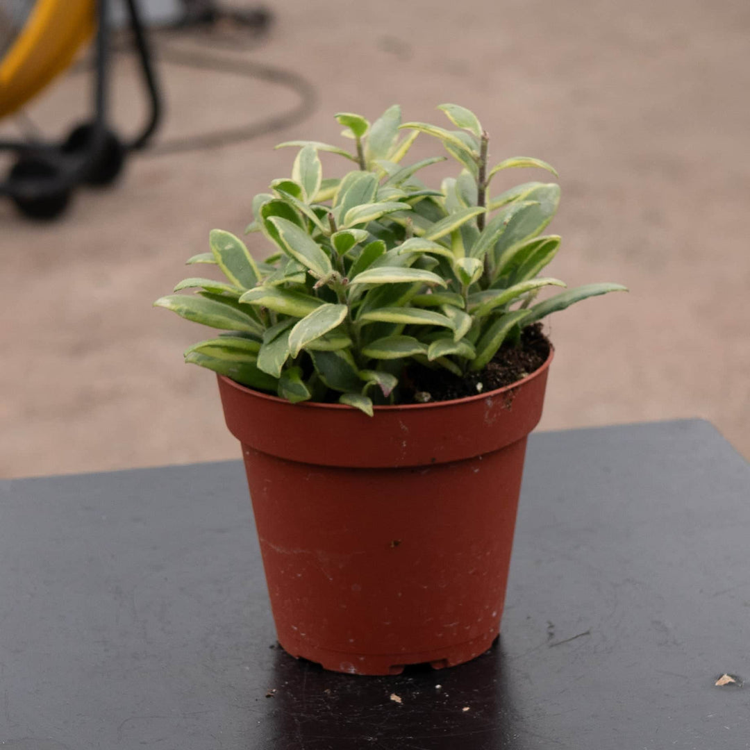 Gabriella Plants Other 4" Lipstick Aeschynanthus 'Bolero Bicolor'