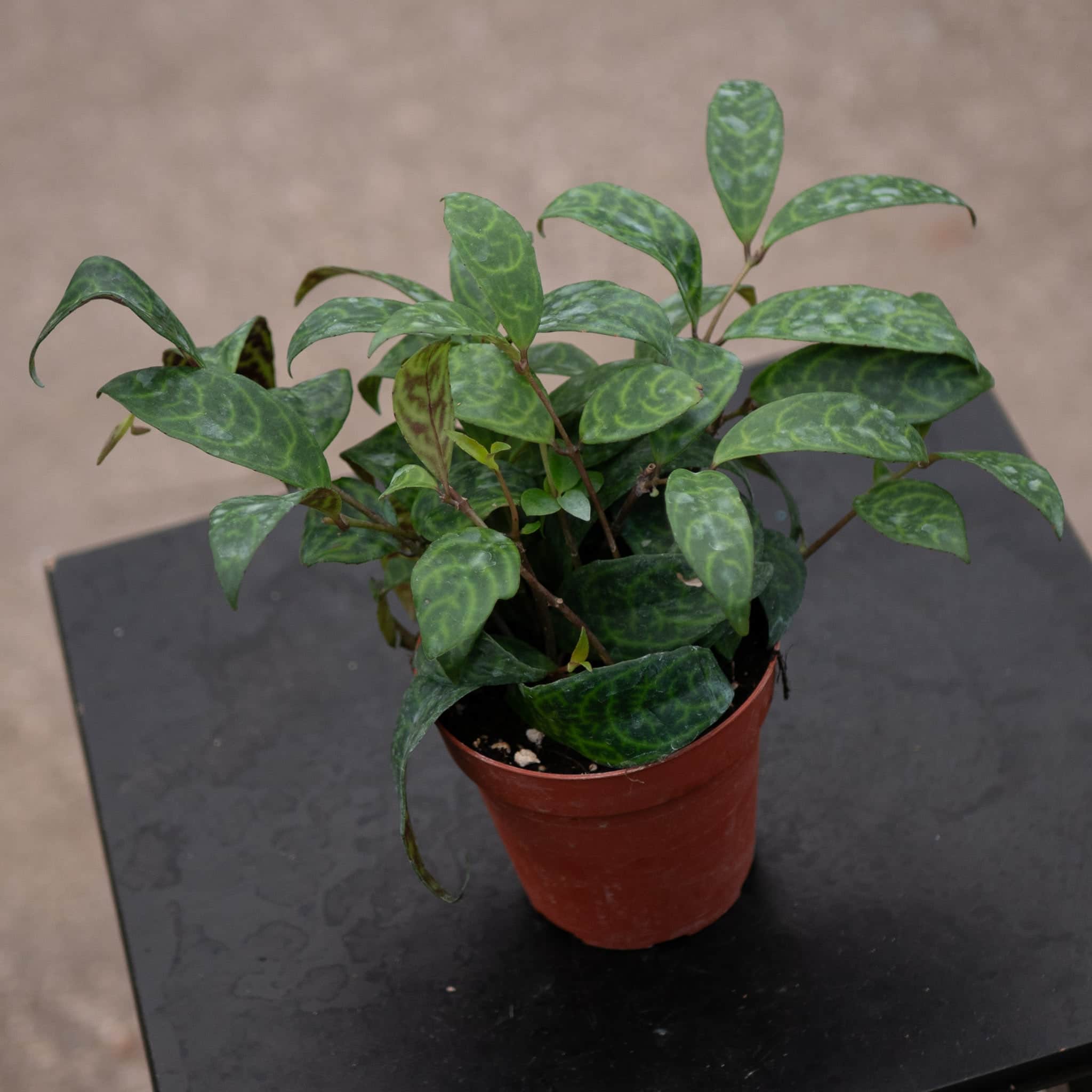 Gabriella Plants Lipstick Aeschynanthus longicaulis - Thumbnail 2