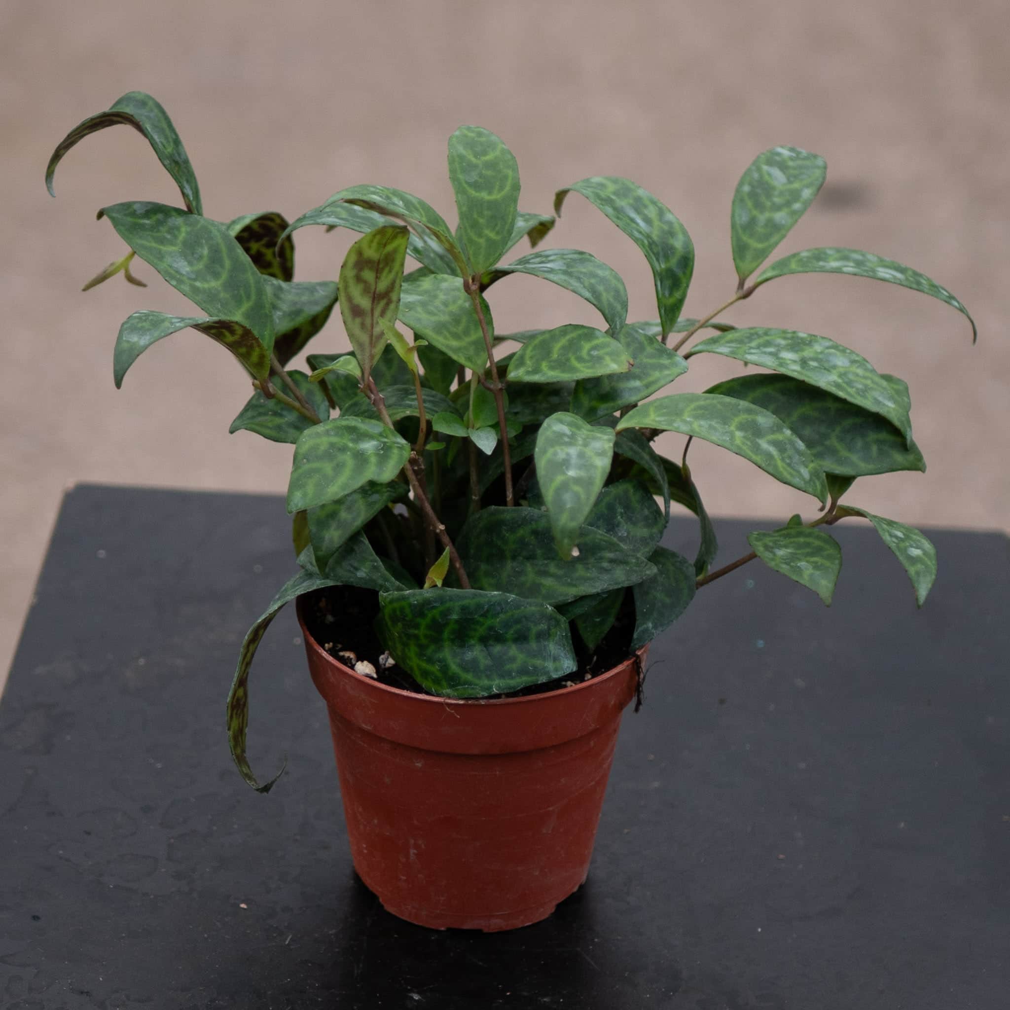 Gabriella Plants Lipstick Aeschynanthus longicaulis