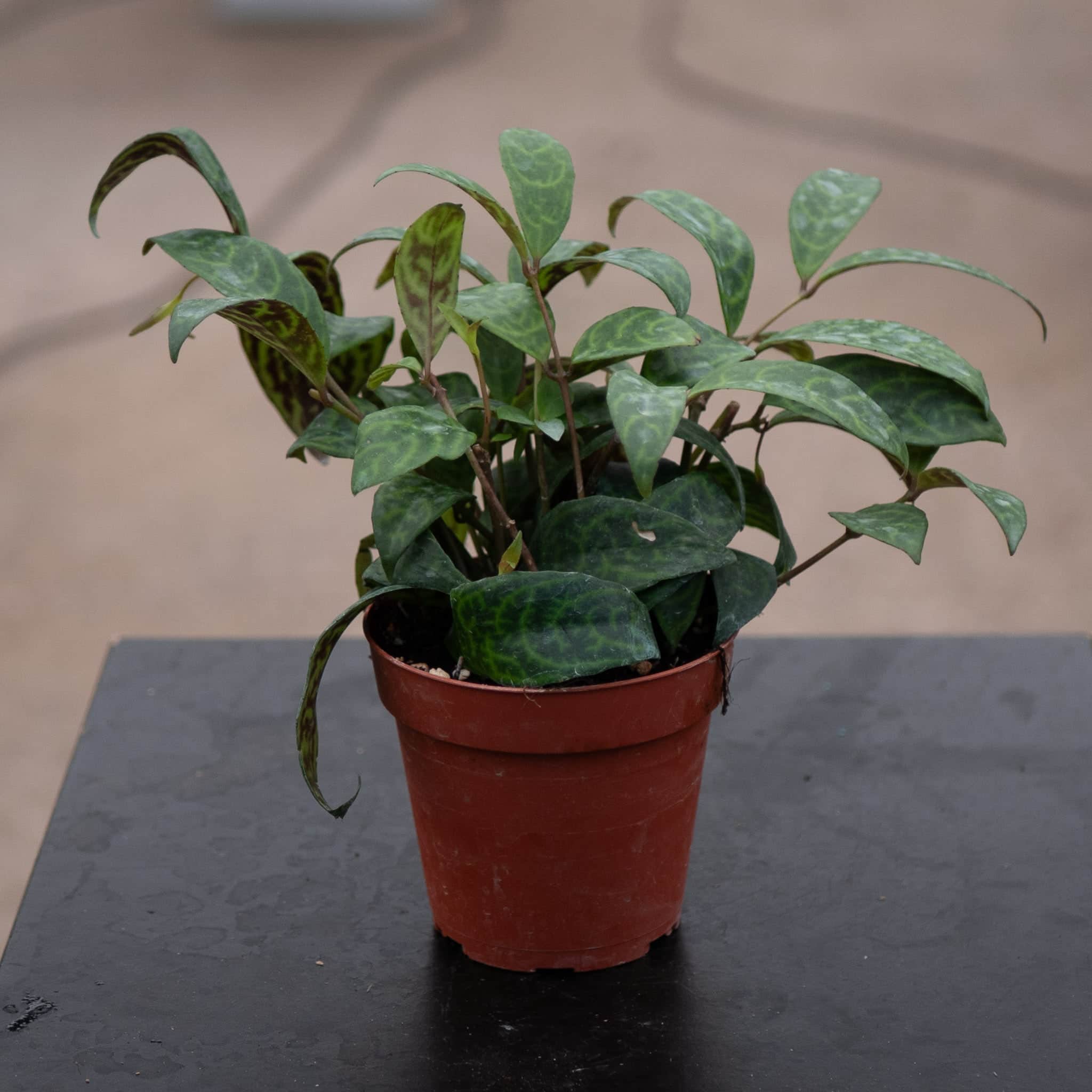 Lipstick Aeschynanthus longicaulis 'Black Pagoda'