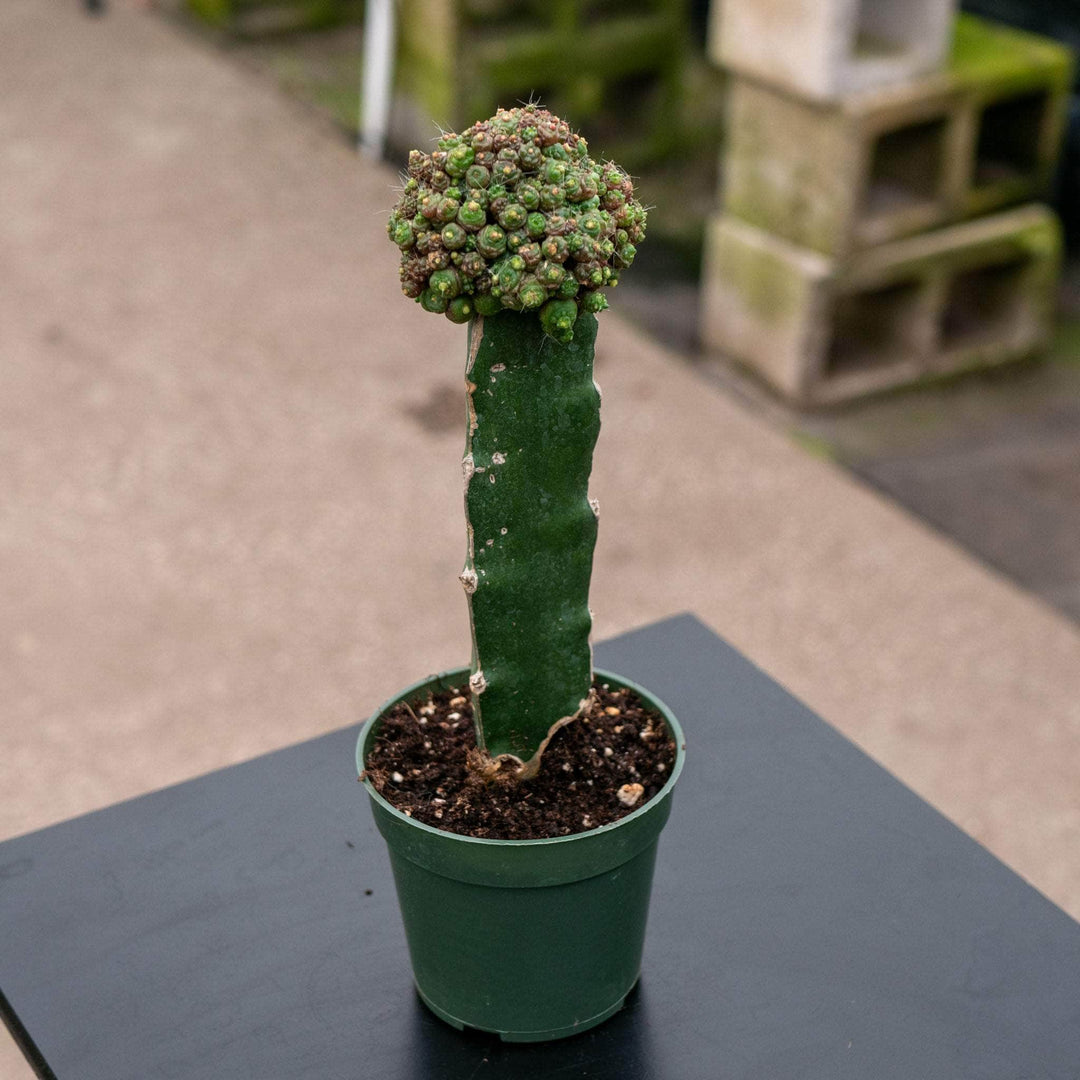 mammillaria succulent Mammillaria bocasana 'Fred' Grafted