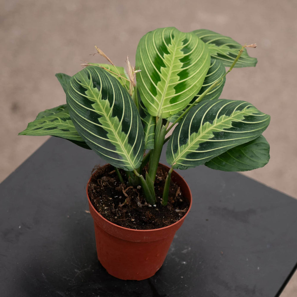 Gabriella Plants Calathea 4" Maranta leuconeura "Lemon Maranta"