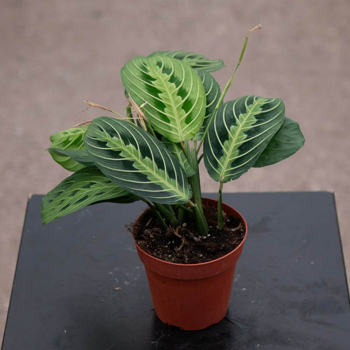 Gabriella Plants Calathea 4" Maranta leuconeura "Lemon Maranta"