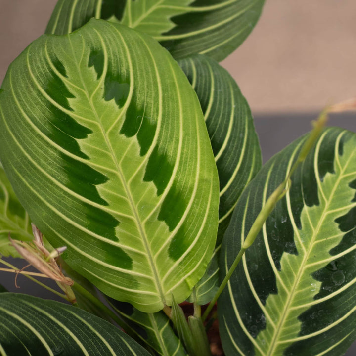 Gabriella Plants Calathea 4" Maranta leuconeura "Lemon Maranta"