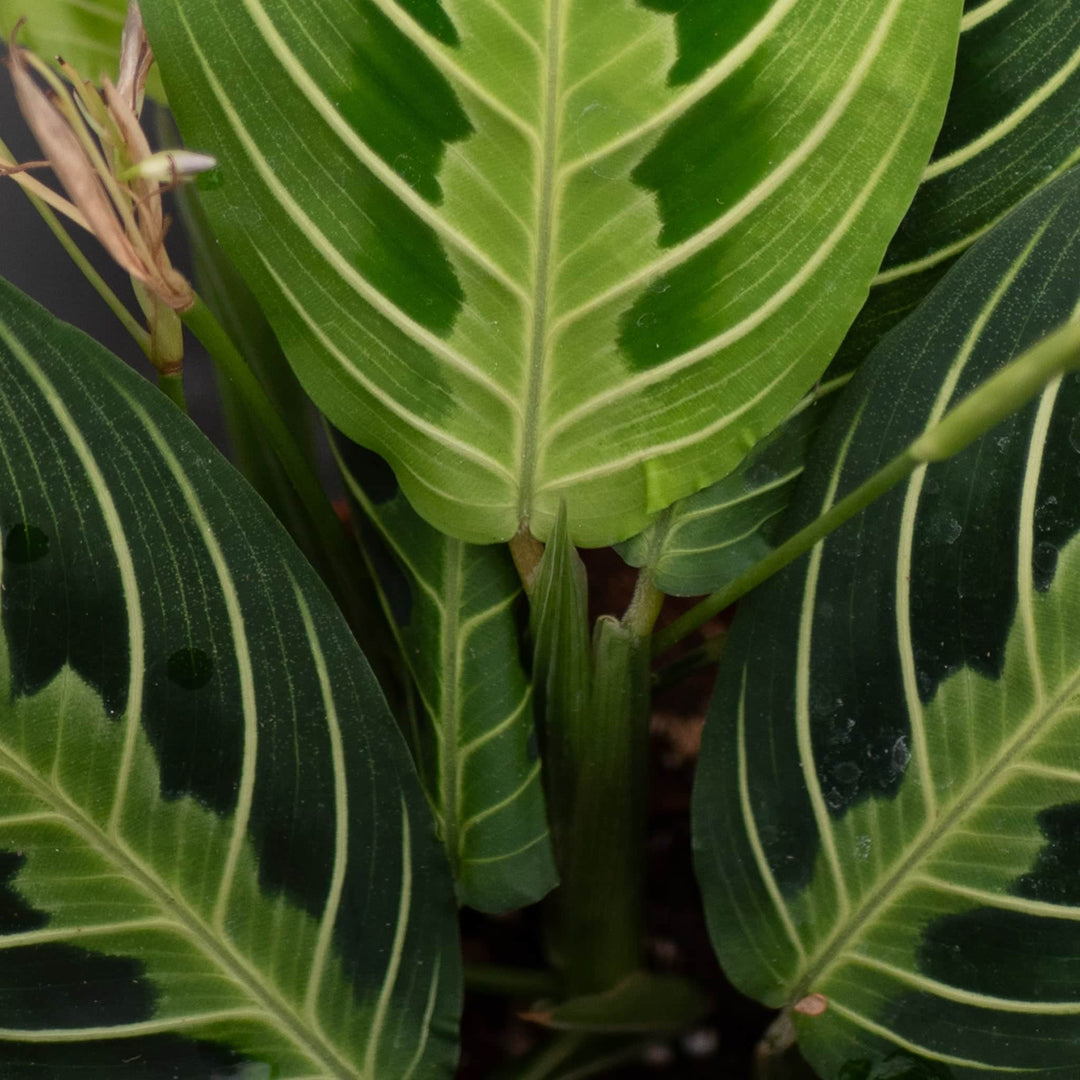 Gabriella Plants Calathea 4" Maranta leuconeura "Lemon Maranta"