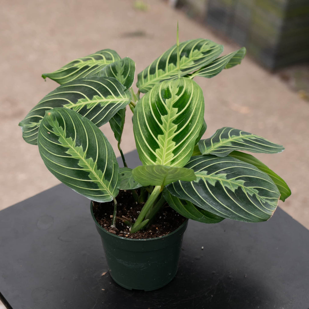 Gabriella Plants Calathea 4" Maranta leuconeura "Lemon Maranta"